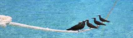 Birds - Treasure Island Eueiki Eco Resort - Tonga (PB5D 00 7106)